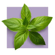 image of holy basil