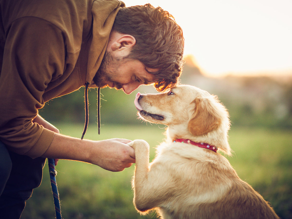 image of man holding dog's hand