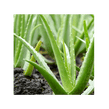 image of aloe vera
