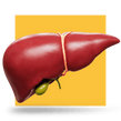 image of a pancreas