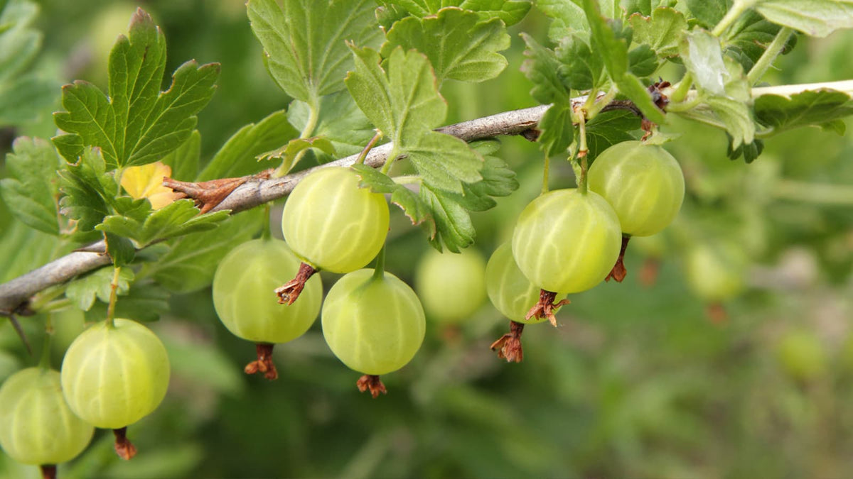 image of capros fruit