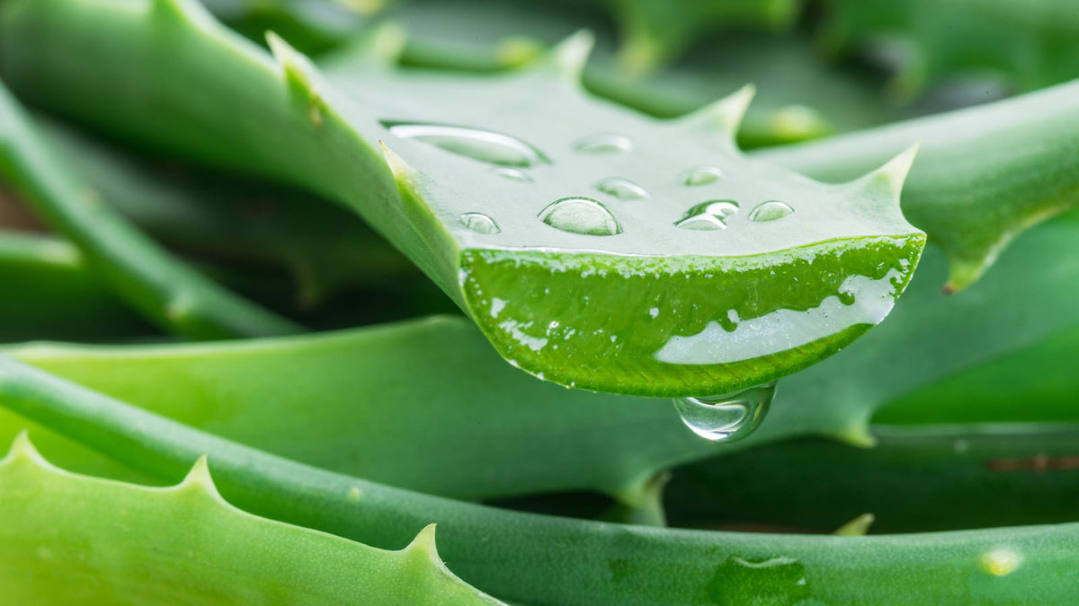 image of aloe vera