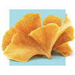 image of ginkgo baloba