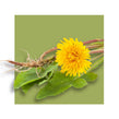 image of a dandelion flower