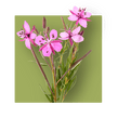 image of epilobium