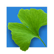 image of Ginkgo Biloba leaf