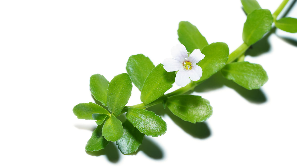 image of Bacopin plant