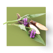 image of Allantoin