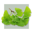 image of Ginkgo Biloba