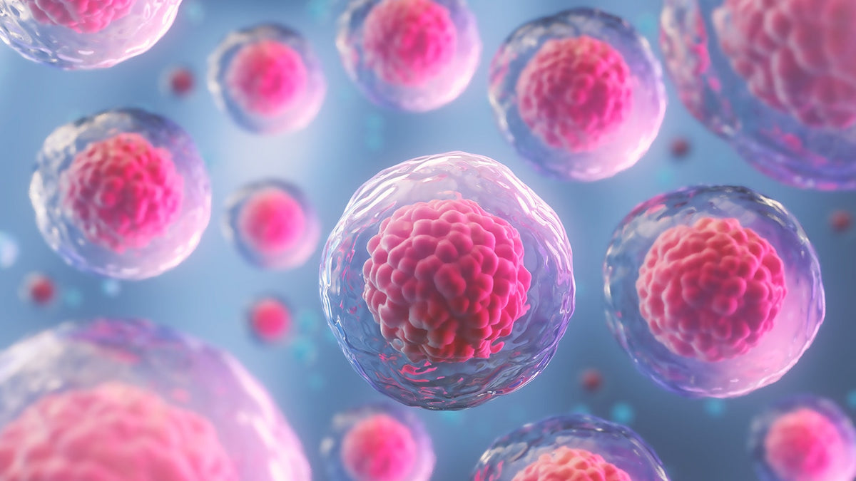 image of cells