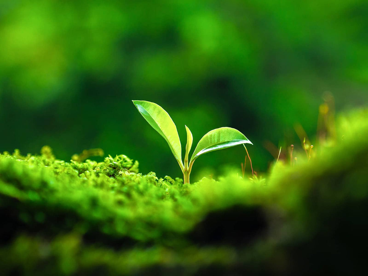 image of a plant