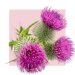 image of milk thistle