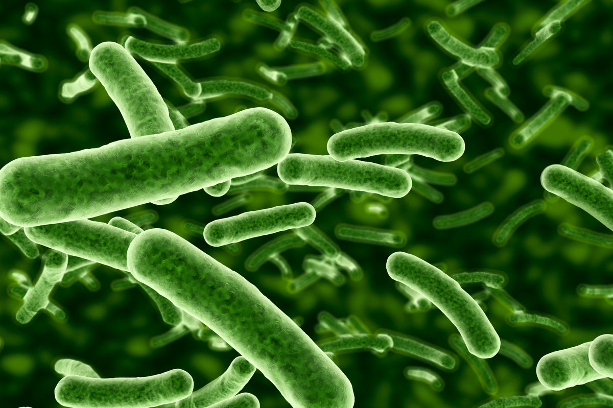 image of probiotic bacteria