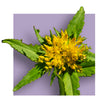 image of rhodiola flower