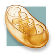 image of a mitochondira
