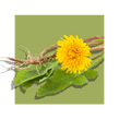 image of a dandelion