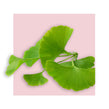 image of ginkgo