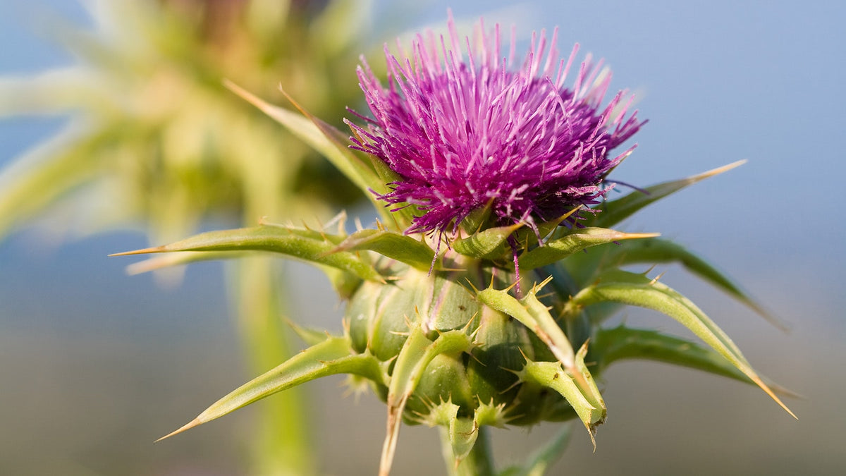 image of milk thistle plant