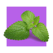 image of lemon balm