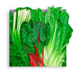 image of lettuce
