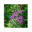 image of Epilobium angustifolium (Willowherb) Flower