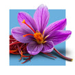 image of saffron flower