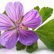 Geranium Extract