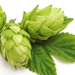 Hops plant