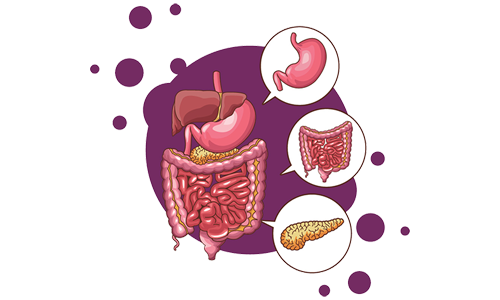 Illustration of the human digestive system on a purple background