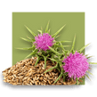 image of milk thistle