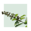 image of Chaste Berry