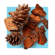 image of pine bark