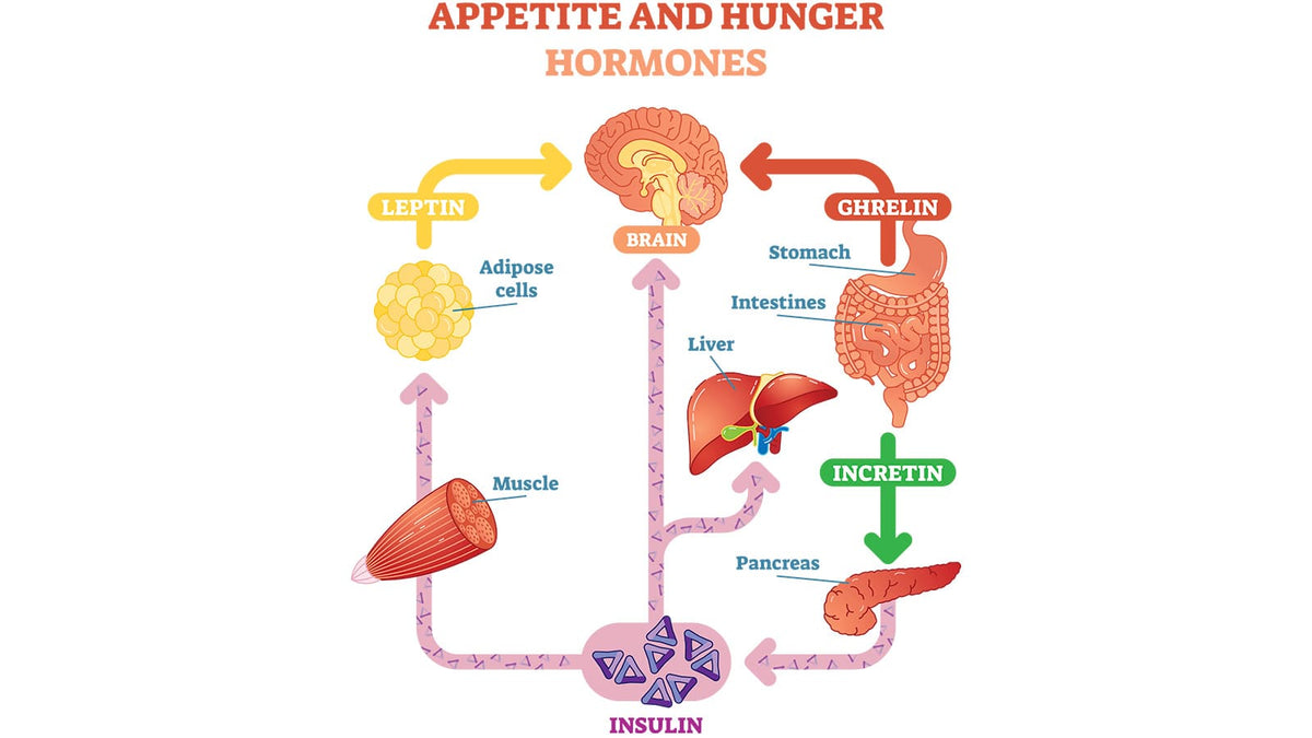 diagram explain appetite and hunger hormones