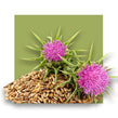 image of milk thistle plant