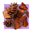 image of pine bark
