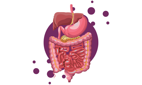 Illustration of the human digestive system on a white background