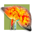 image of the liver