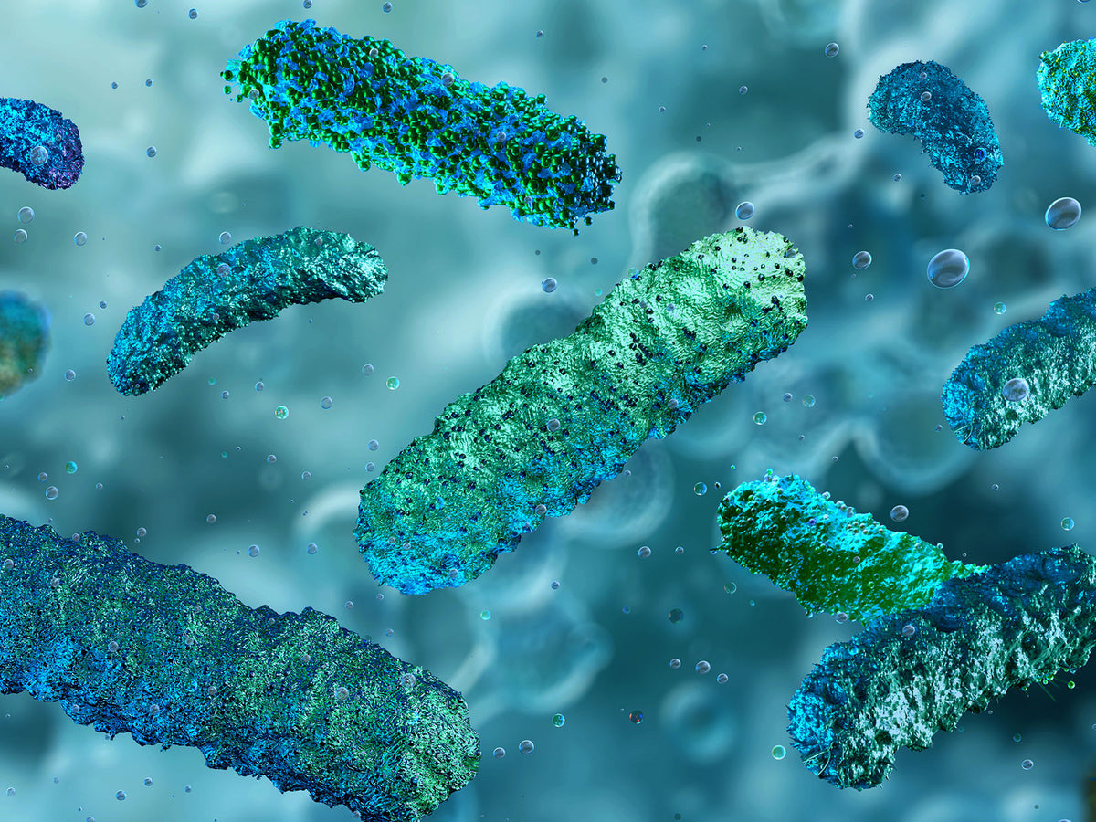 image of bacteria