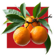 image of citrus fruit