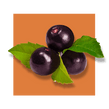 image of acai berries