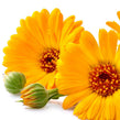Calendula