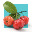 image of acerola