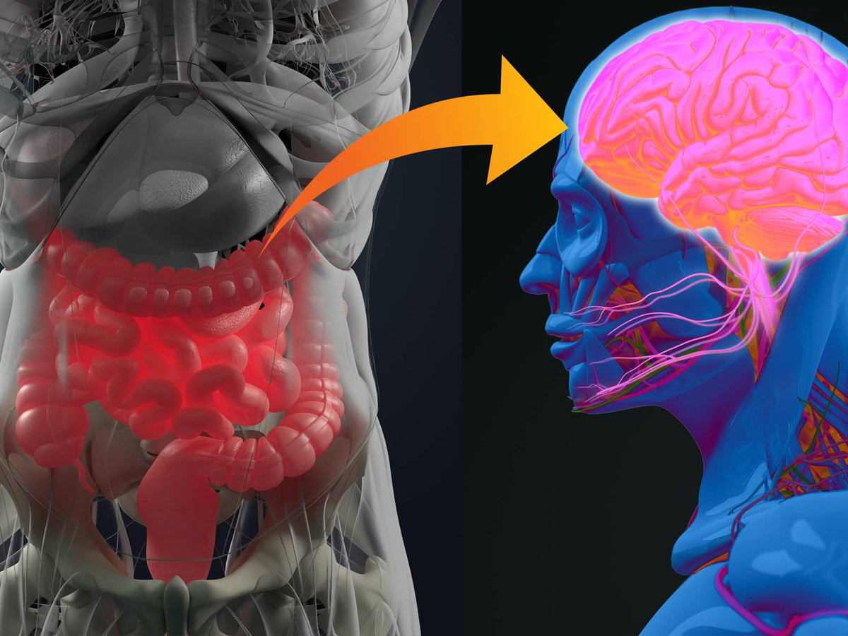 image of the gut and the brain