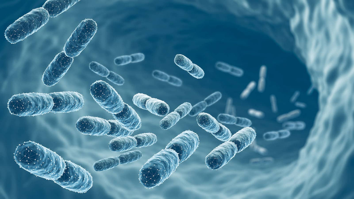 image of bacteria