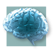image of a brain