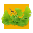 image of Ginkgo Biloba