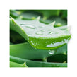 image of aloe leaves