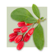image of berberine