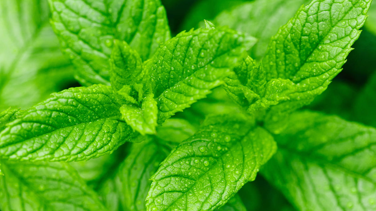 image of mint leaves