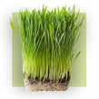 image of wheat grass